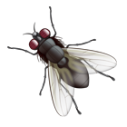 Fly Emoji